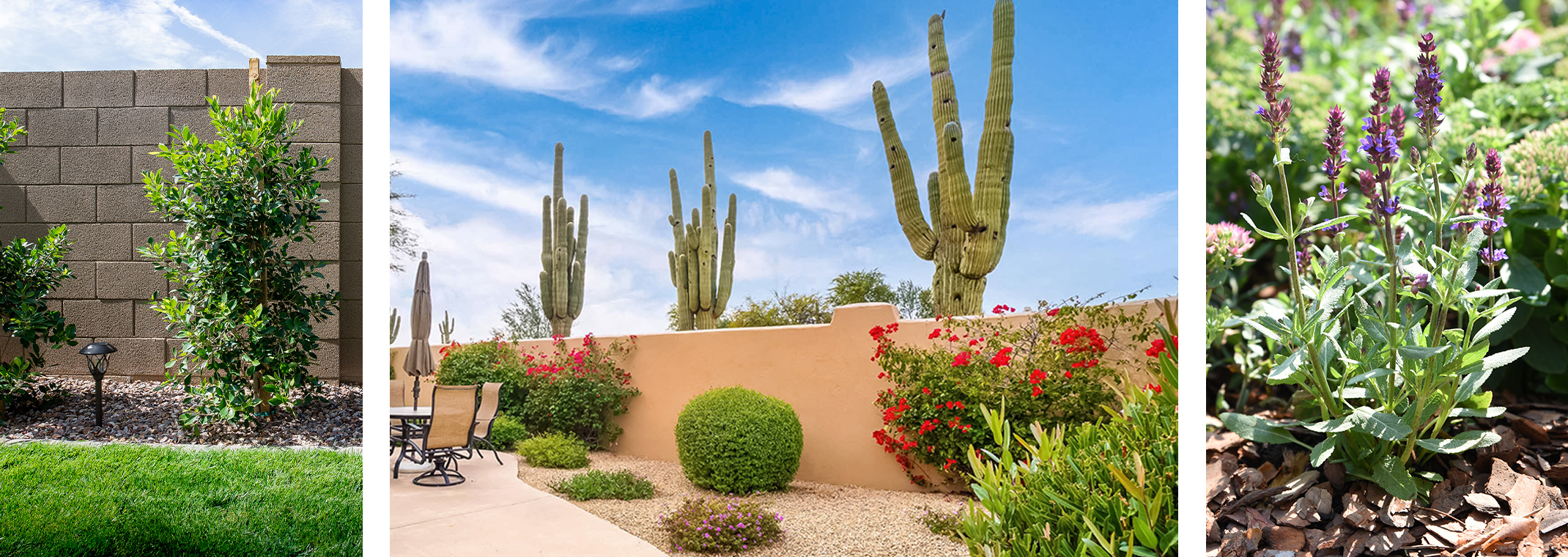 Three images: shrubs growing against a cinderblock wall near a lawn, a patio with seating area, gravel, shrubs an adobe wall and cacti, and a closeup of a sage plant surrounded by mulch and other greenery.