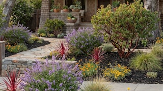 California natives featured as curb appeal at a home in the bay area.