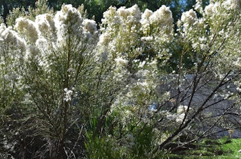 Desert broom shrub in bloom in a garden.