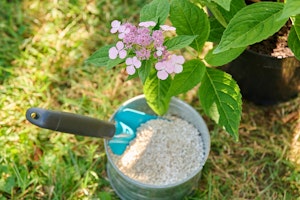 Fertilizer in metal bucket with shovel sitting next to a pink lacecap hydrangea.