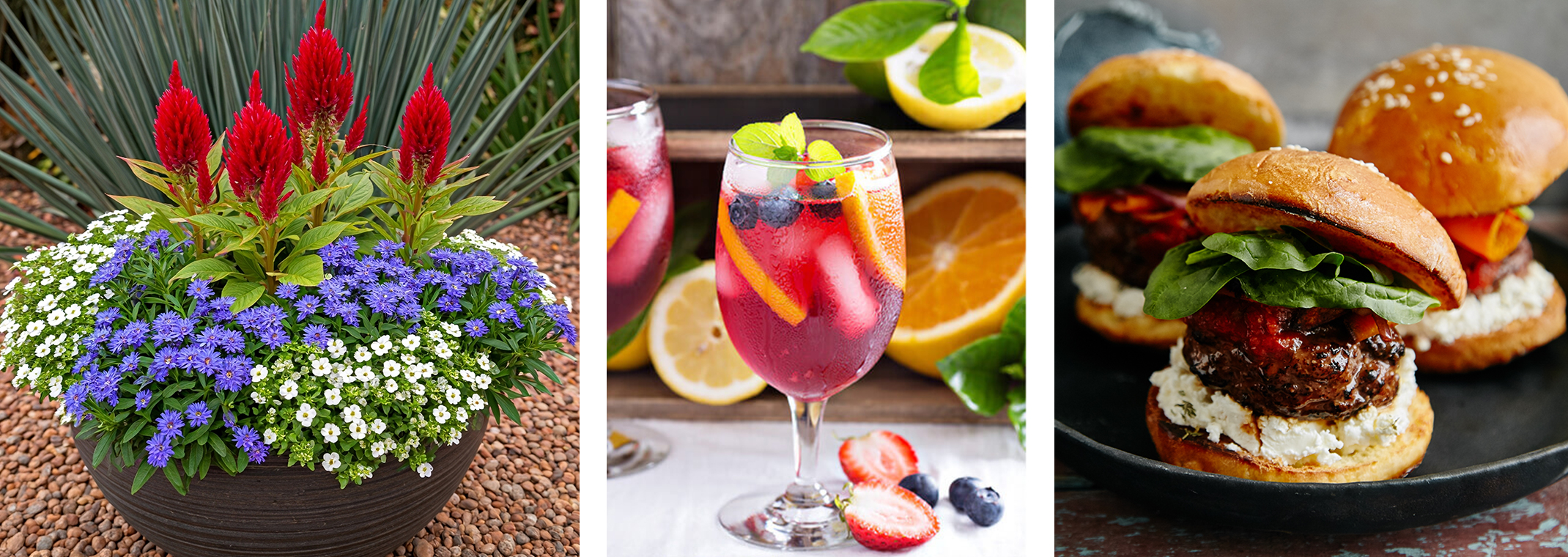 Potted red and purple plants with a flag, a colorful summer drink with fruits and herbs and a hummingbird with salvia plant