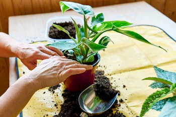 Someone repotting a houseplant on a table on top of a plastic plant potting sheet that has soil and a scoop on top of it.
