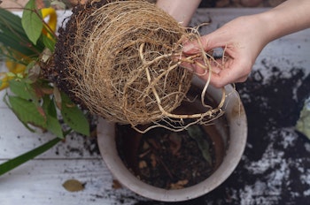 Rootbound houseplant being examined out of its pot.
