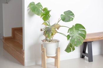 An unhealthy monstera houseplant in a stand near some stairs and a bench.