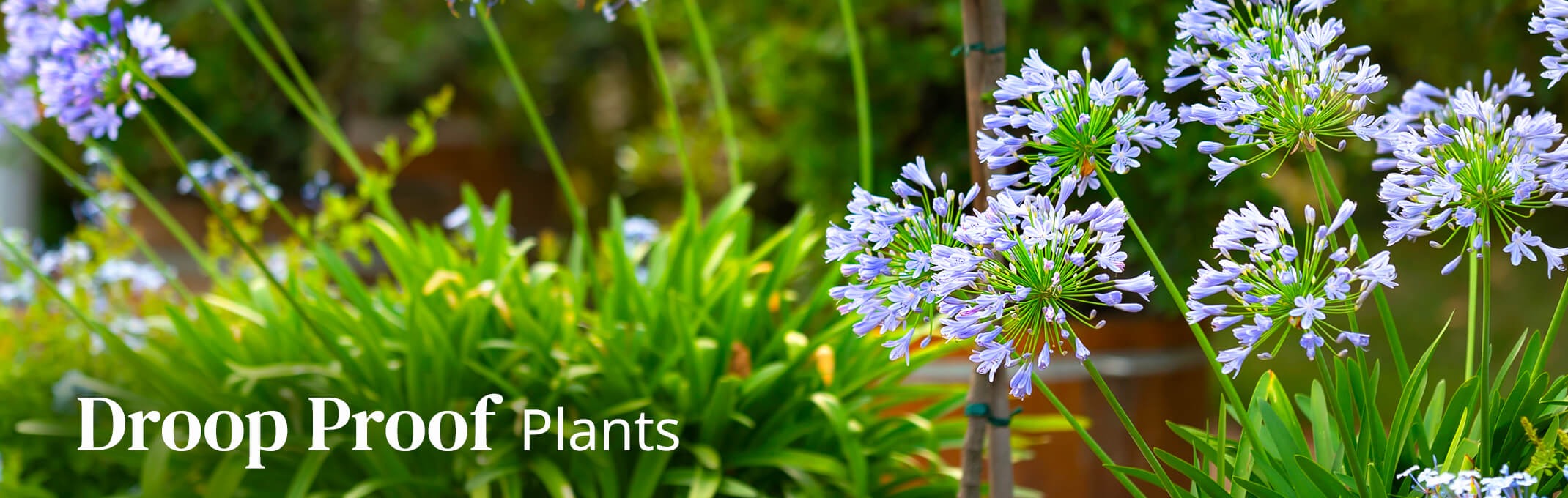 Agapanthus or lily of the nile perennials in a landscape with the words: droop proof plants on the image