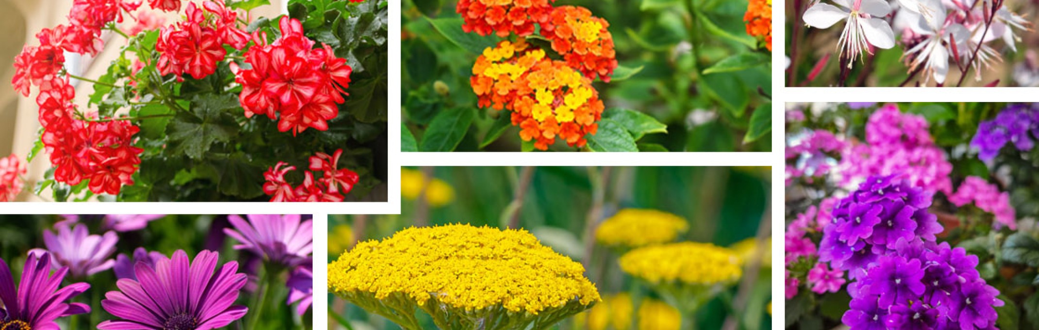 Plants with big bloom energy and bloom all summer long, geraniums, osteospermums, lantana, yarrow and verbena.