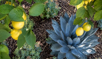 Looking down through a fruiting lemon citrus tree at a blue agave and sedum.
