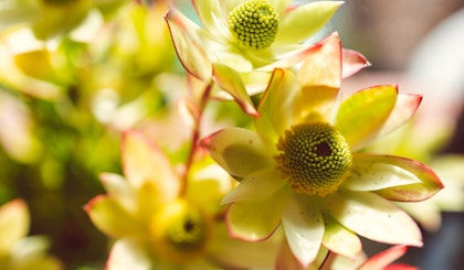 Yellow leuchadendron perennial plant.