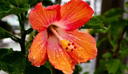 Orange red hibiscus flower.