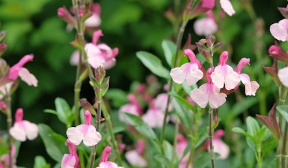 Pink salvia perennial plant.