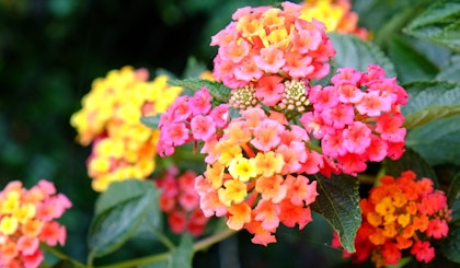 red, yellow and orange lantana perennial plant.