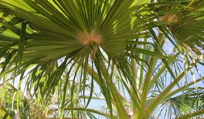 Mediterranean fan palm tree.