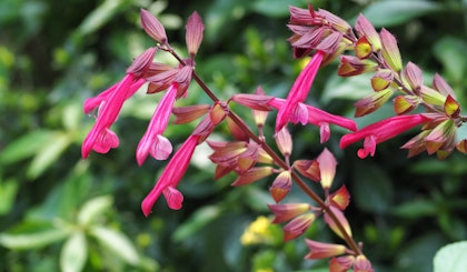 Dark pink salvia perennial plant.