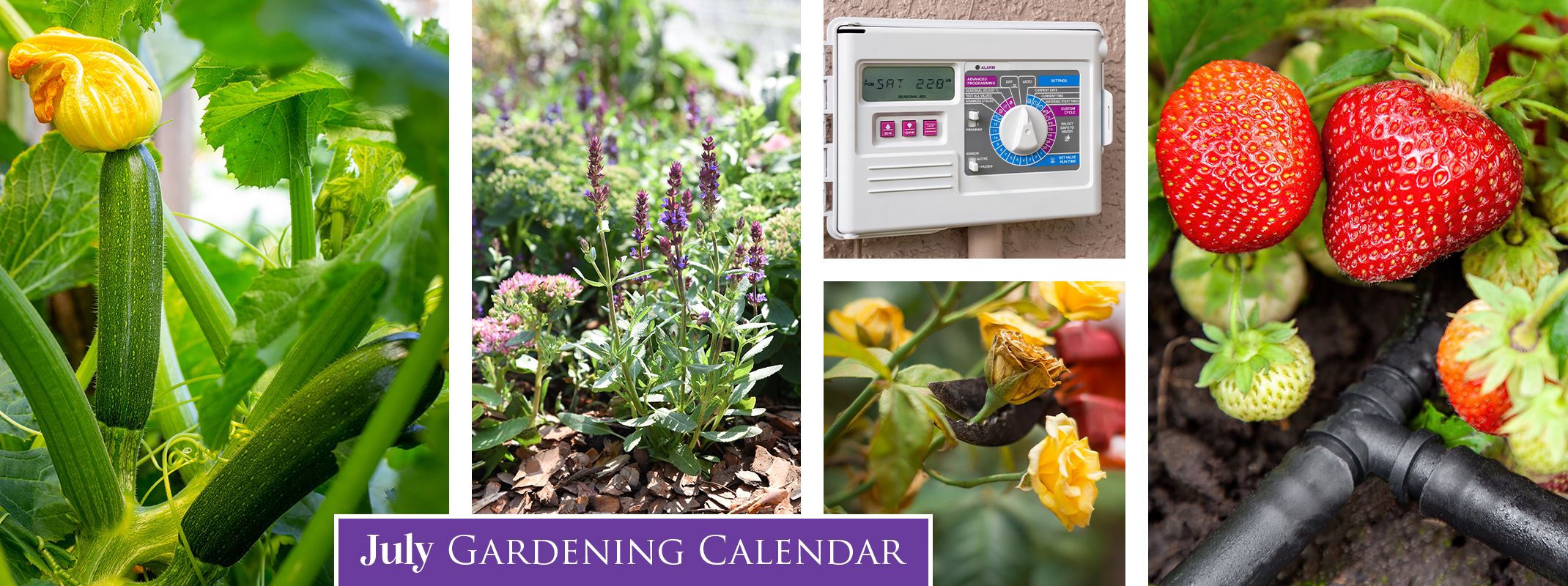july gardening calendar banner july gardening calendar with tips on the right