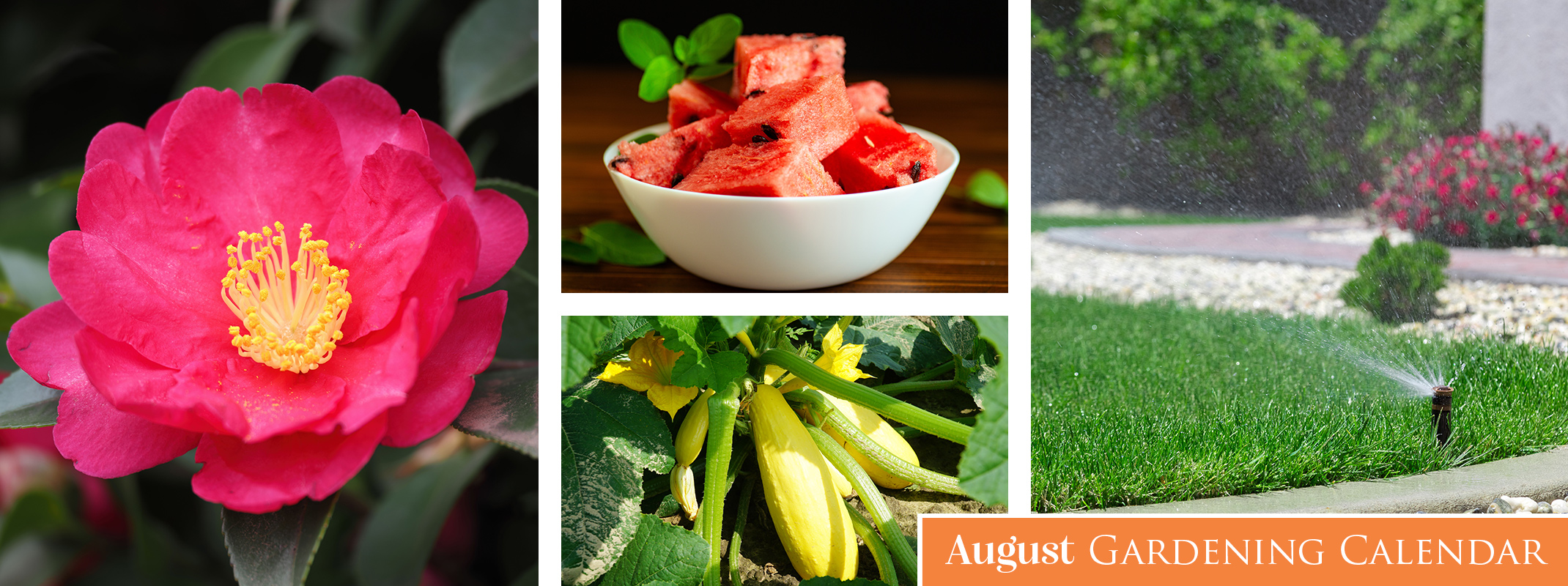 August gardening calendar banner August gardening calendar banner