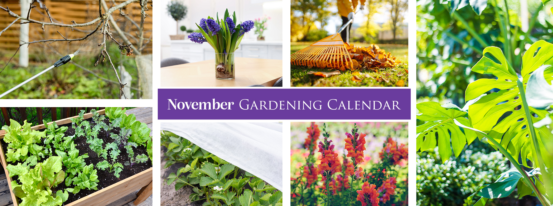 November 2024 gardening calendar