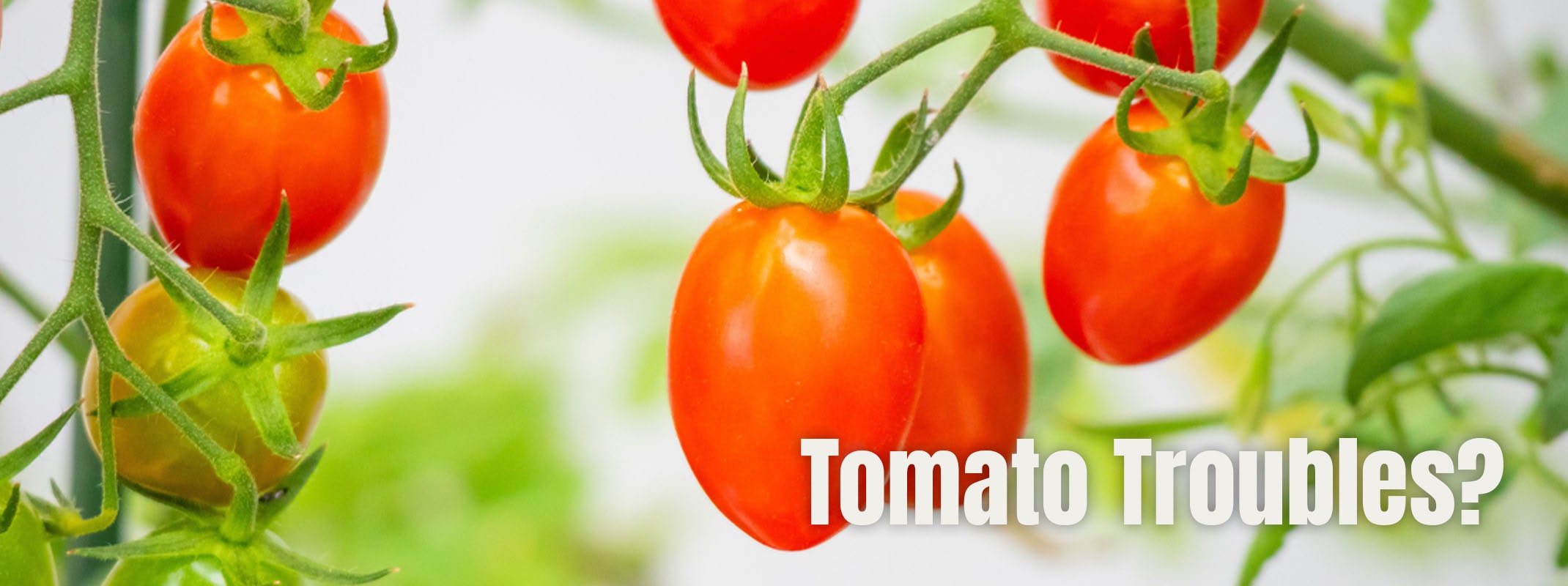 Growing cherry tomatoes on the vine with the saying Tomato Troubles?