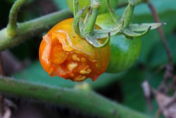Tomato with blossom end rot.