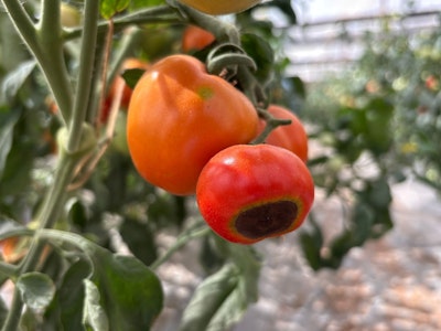 Tomatoes on the vine with blossom end rot.