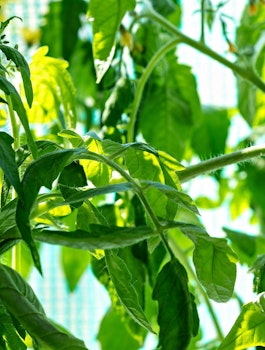 Tomato plant.