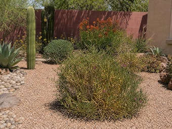 A Southwest yard with some plants that are starting to show signs of heat-stress.