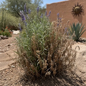 A lavender plant in a Southwest garden that has some dead leaves and stems.