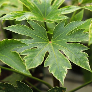 Aralia, a tropical plant