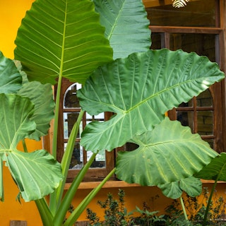 Elephant ears, a tropical plant.