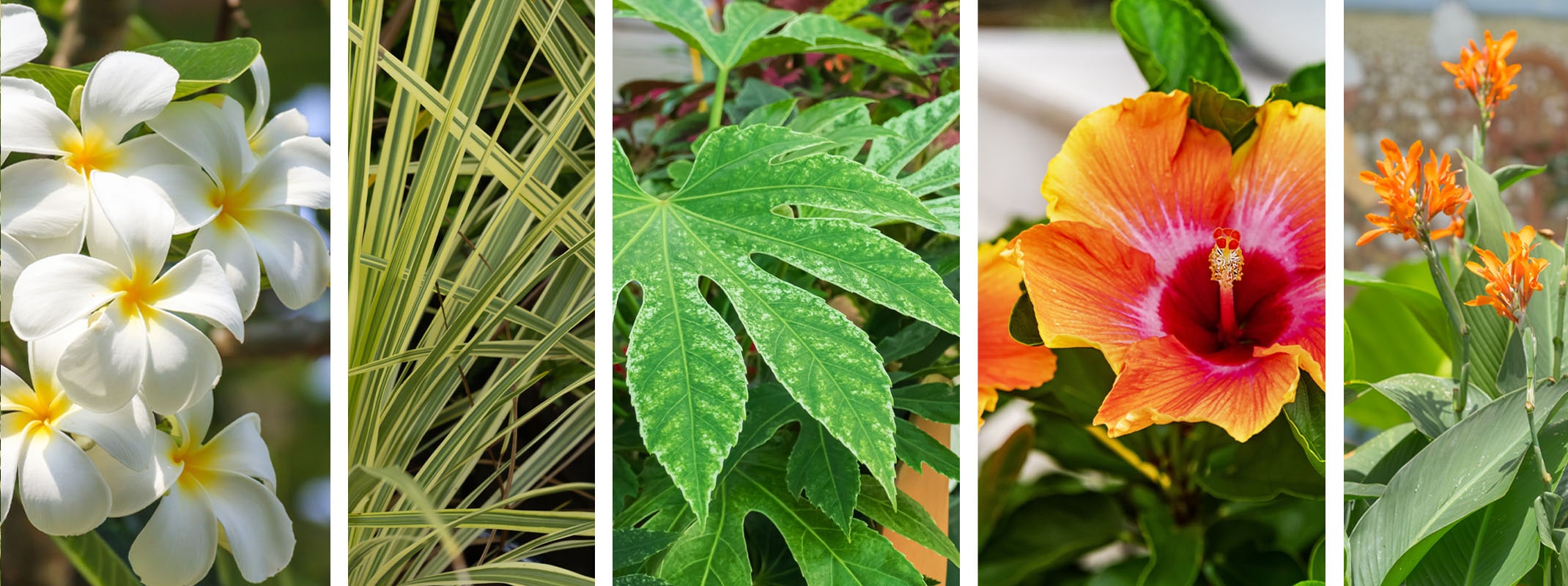 Tropical plants: white plumeria, cordyline, aralia, orange hibiscus and orange canna.