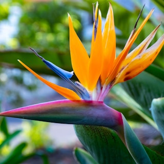 Birds of paradise tropical plants