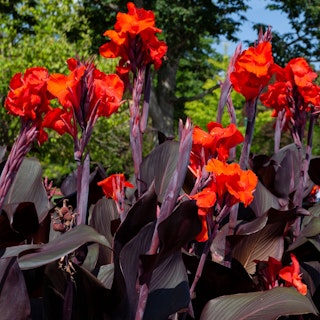 Red cannas in tropical garden.