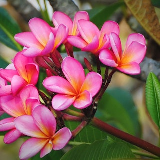 Pink plumeria, a tropical plant.