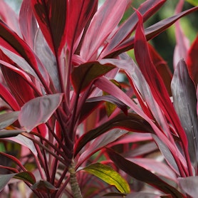 Cordyline tropical plant