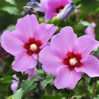 Pink hibiscus, a tropical shrub.