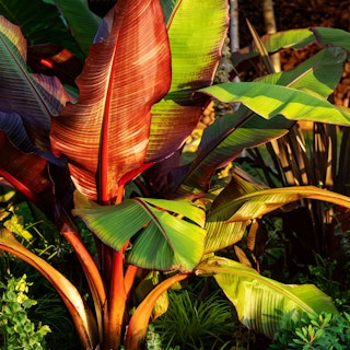 Ornamental banana or ensete ventricosum, a tropical plant.