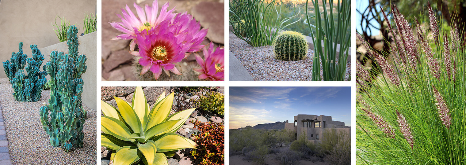 A collage of six images with beautiful water-friendly desert plants.