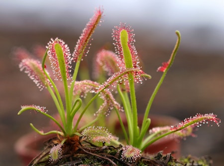 A carnivorous plant where you can see the little hairs that attract inselcts filled with drops of liquid.