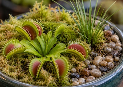 Potted venus flytrap in a small low bowl with grass, moss and small pebbles
