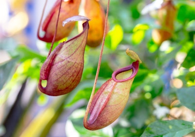 Tropical pitcher plants or nepenthes, hanging down with a plant behind it.