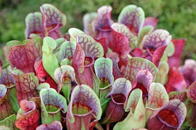 A bunch of pitcher plants or sarracenia.