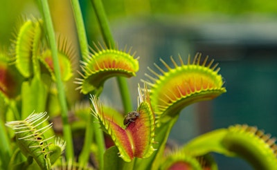 Venus flytrap, a carnivorous plant.
