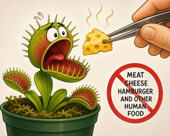 An illustration of a person attempting to feed swiss cheese to a venus flytrap plant with the words, meat, cheese, hamburger and other human food crossed out.