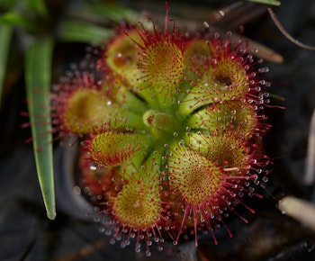 Looking down on a Sundew or drosera, a carnivorous plant.
