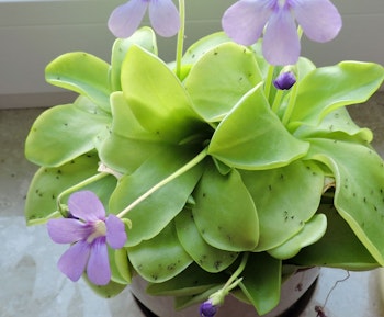 Blooming butterworts or pinguicula, a carnivorous plant.