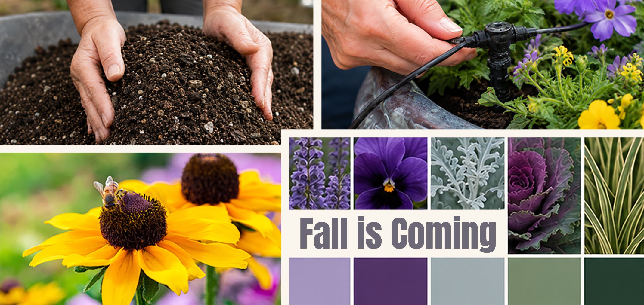 Fall is coming with fresh new soil, black eyed susan plants, adjusting drip in a flower container garden and a fall palette of colors and matching plants.