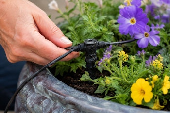 A person adjusting a drip system in a flowering container garden.