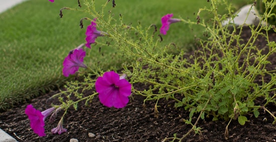 Purple petunia annuals that are over grown in a flower bed.