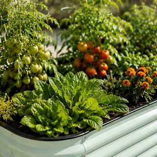 A light mint metal raised garden bed filled with a variety of vegetables.