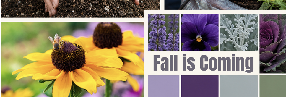 Fall is Coming rudbeckia, fall color palette with pansies, ornamental cabbage, salvia.
