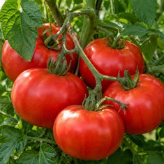 Champion tomatoes growing on the vine.